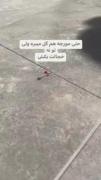 مورچه ها فهمشون از خیلیا بیشره