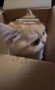 جوری ک می‌خوام دستتو..........