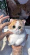 از این پیشیاااا 😻😻ووی خداااا😍😽