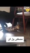 وقتی سگ دست‌بردار نیست: مصطفی ولم کن!