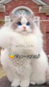 طنز جدید........................