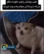 کی ام؟! 🗿