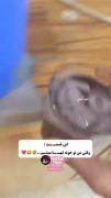 - وقتی توی خونه تنها میشم : 😂🥄