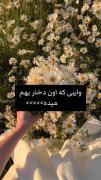 لحظه‌ای آرامش با زیبایی گل‌های داوودی