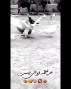 مرامـشوـ خیلـیاـ ندارنـ...😅💔
