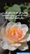 مگه میشه...... مگه داریم😶🤨🤨
