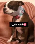 پیشنهاد میکنم ببینید حتما 😂😂😂😂