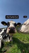 امتحانات🫡😂خوردن برگه بدبختی 🫡