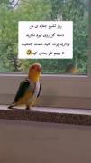 ما همه ترکیمو بربری خوریم هی نان بربری