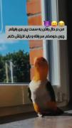 خرداد تمومشه حمله می کنم به پی وی رفیقام 