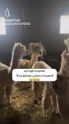 هممــون یه رفیـــقـــ دارــیم که استایــلش با بقــیه فرقــ دارهــ 🤣😁 