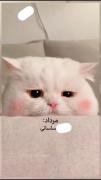 ماه ها ی مختلف اگه گربه بودن🐈‍⬛😁:)