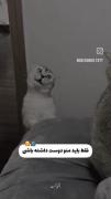 فقط باید منو دوشت داشته باشیA.F