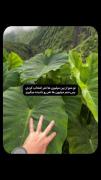 حرفی ندارم از این حق تر و رو راست تر🫂