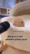 الهی مدرسه آتیش بگیره🔥🤣🐈👌🏻