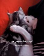دوســتــ صـــمیمیــی مـــن)) 