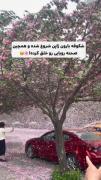 .....(=شکوفه بارون ژاپن=).....