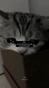 دلم براش مثل چی تنگ شده ولی کاری نمی تونم بکنم....