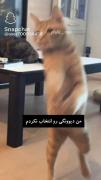 حالا کی دیوونه اس؟😂 بفرست واسه رفیقت🙂