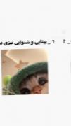 گربه ها دستا بالا😂‌‌‌‌‌‌‌‌‌‌‌‌