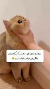 استوری نوشته فکت حق . . .