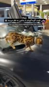 گربه گرون تره نه ؟👑🕳🕳👑........