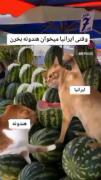 ایرانی ها وقتی می خان هندونه بخرن ...