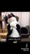 مردم از خنده🤣🤣 نبینی پشیمون میشی