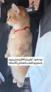 ای‌ننههههههه😭🐣🎀‌‌‌‌‌(یکی‌از‌اینا‌برام‌بخرید😎)