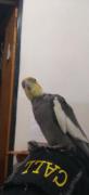 چیکو، عروس هلندی دوست‌داشتنی و شیرین من