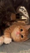 گربه ناززز :))))))))))))))))))
