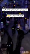 رویای شیرین: خانه‌ای پر از گربه‌های بامزه و دوست‌داشتنی