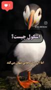 کسی جبهه نگیره محض خنده بود.چقدر داریم.