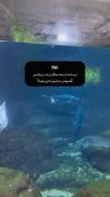 حق ترین چیزی که تا حالا دیدم ۱۱