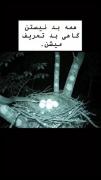 پیام زندگی از دل طبیعت: همه بد نیستن!
