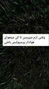 تا آخرین نفس دوست دارم ♡_______Perspolis______♡