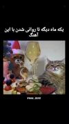 جشن شب یلدا با گربه دوست داشتنی