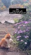 حوصله / گربه / لایک یادت نره عشقی