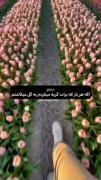 حقیقتی دردناک و غمگین ........