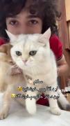 کلیپ بامزه از گربه‌های خوشگل محمد افشار