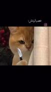توصیف طنزآمیز خواهر با میم‌های بامزه گربه
