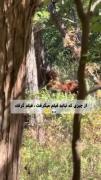 مواجهه نزدیک با اورانگوتان در طبیعت بکر جنگل