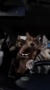 آهنگ ترند گربه ها با زیرنویس فارسی | Pobre Mi Gatito