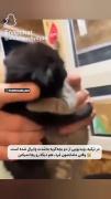 اخی گریم گرفت که.............. 
