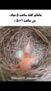 واکنش خنده دار جوجه وقتی مامانش دیر می‌کنه