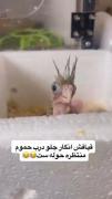 قیافه بامزه جوجه عروس هلندی بعد از حمام