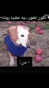 واکنش خنده‌دار سگ به حشره | میم بامزه