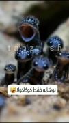 واکنش خنده دار سمندر به نوشابه