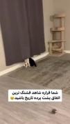 ای خدا چقد گوگولین ............