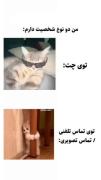 طنز مقایسه شخصیت در چت و تماس تصویری با گربه‌های بامزه